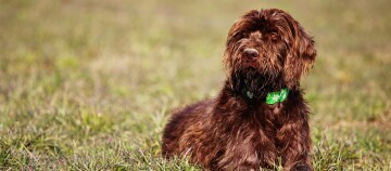 Bruine, ruige hond met groene halsband liggend op gras buiten