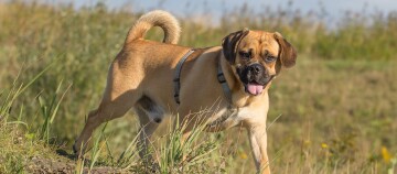 Middelgrote bruine hond met zwarte snuit en tuigje staat vrolijk in een grasveld met wilde planten