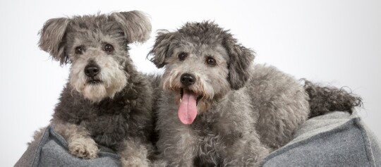 Zwei kleine, flauschige graue Hunde mit lockigem Fell sitzen zusammen auf einem grauen Hundebett vor weißem Hintergrund.
