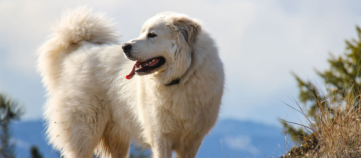 Montagne des Pyr n es comportement et soins MAXI ZOO