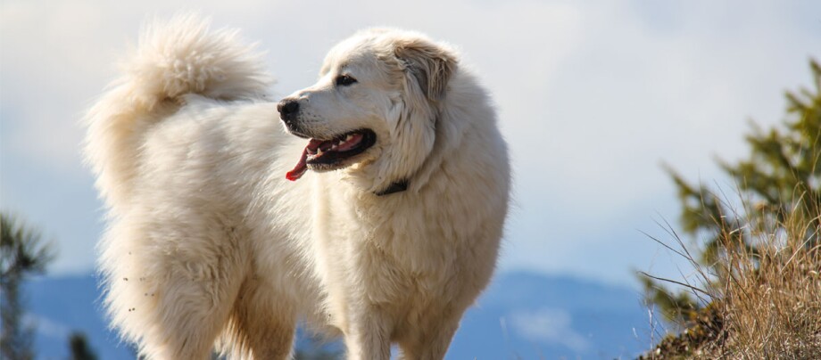 Le chien Montagne des Pyrénées se trouve sur une montagne