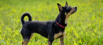 Kleine zwart-bruine hond met rode halsband staand op groen gras buiten
