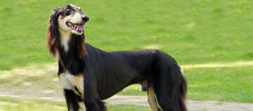 Chien Saluki élégant au pelage noir et marron debout sur une pelouse verte en plein air
