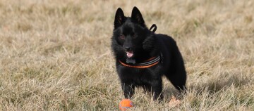 Zwarte hond met oranje-zwart harnas staand op droog gras naast een oranje-blauwe tennisbal
