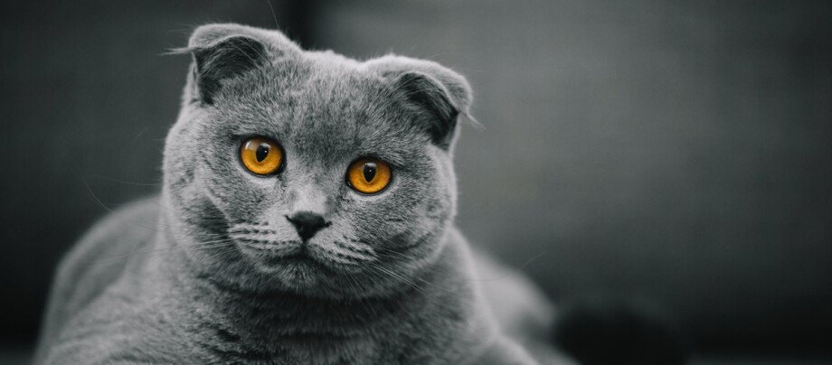 Schwarze Scottish Fold Katze mit braunen Augen