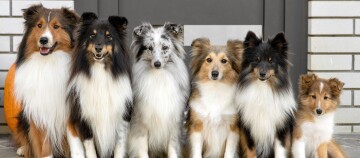 Zes Shetland Sheepdogs met verschillende vachtkleuren zitten voor een moderne deur op een stenen vloer.