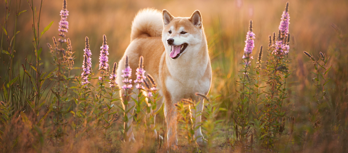 Shiba inu Caract re comportement et soins MAXI ZOO