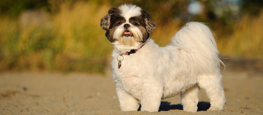 Shih Tzu pies stojący w piasku