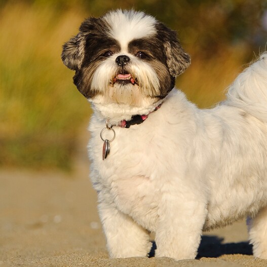 Chaiselong flugt rytme Charming Shih Tzu "Lion Dog": Character and Care | MAXI ZOO