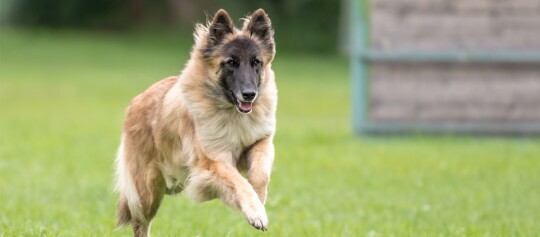 Belgischer Tervueren Hund läuft glücklich auf grünem Gras im Park