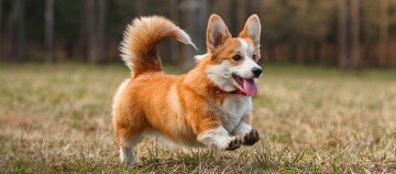 Levendige Pembroke Welsh Corgi hond rent op grasveld met rode halsband en blije uitdrukking
