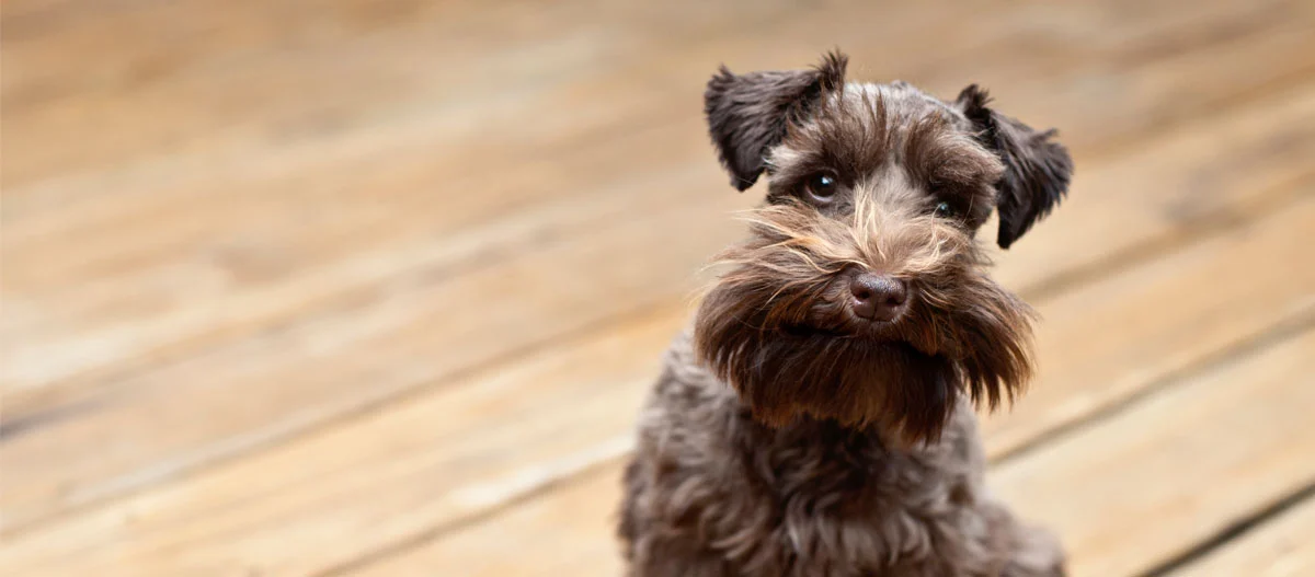 Kleiner Miniatur-Schnauzer mit braunem Fell sitzt auf einem Holzboden und schaut neugierig in die Kamera