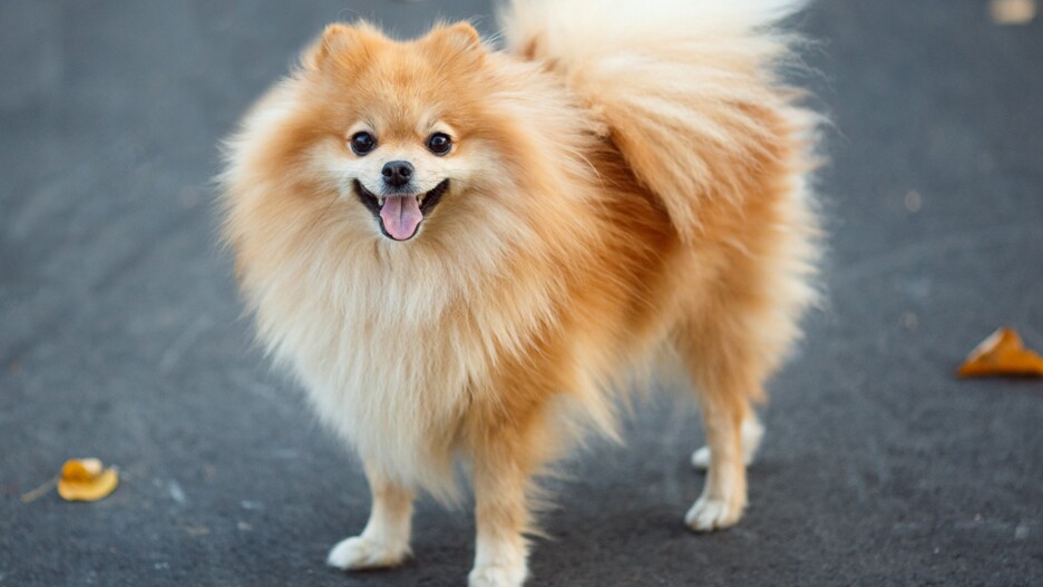 The Lively Pomeranian: Character, Nature and Care | MAXI ZOO