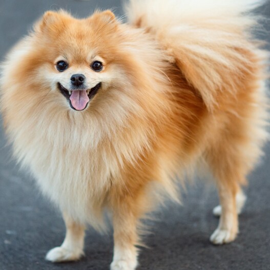 The Lively Pomeranian: Character, Nature and | MAXI