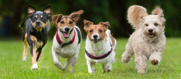 Four happy dogs running together on green grass, including two Jack Russell Terriers and one fluffy white dog.