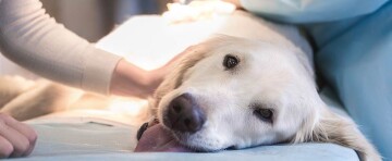 Glücklicher großer Hund liegt entspannt auf blauem Sofa und wird von einer Hand gestreichelt