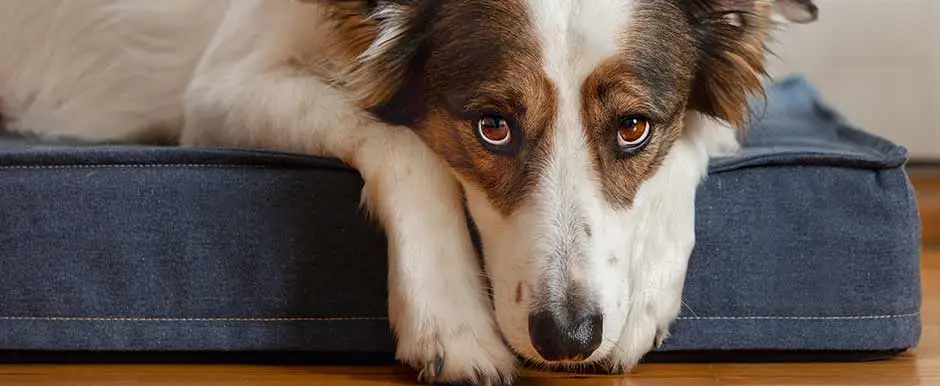 Nahaufnahme eines nachdenklich blickenden Hundes mit braun-weißem Fell, der auf einem dunkelblauen Hundebett liegt.