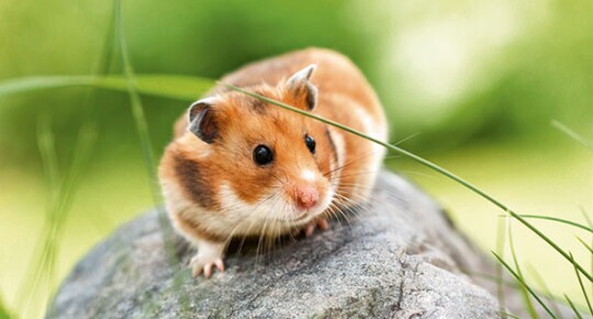 Hamster auf einem Stein im Gras
