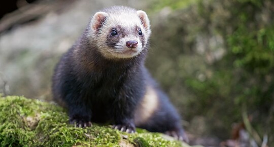 Frettchen auf bemoostem Stein