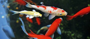 Bunte Koi-Fische schwimmen in klarem Wasser, lebendige Farben und elegante Bewegung im Teich