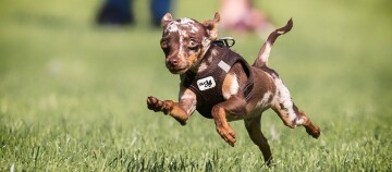 Petit chien au pelage marron et blanc portant un harnais noir courant rapidement sur l'herbe verte