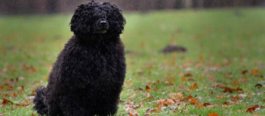 Schwarzer lockiger Hund sitzt auf einer herbstlichen Wiese mit bunten Blättern