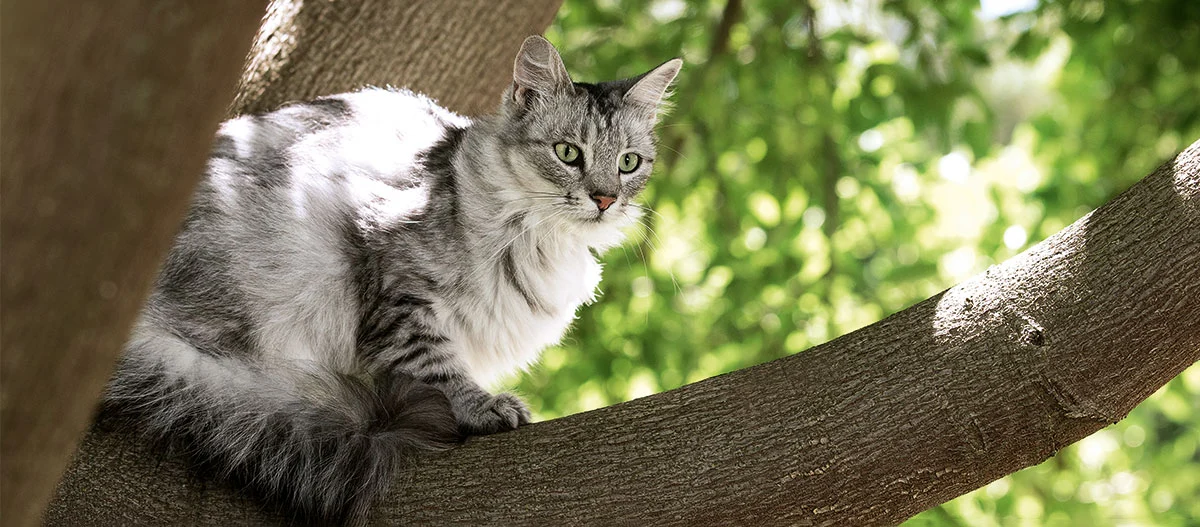 Flauschige graue und weiße Katze mit grünen Augen sitzt aufmerksam auf einem dicken Baumast im sonnigen Wald.