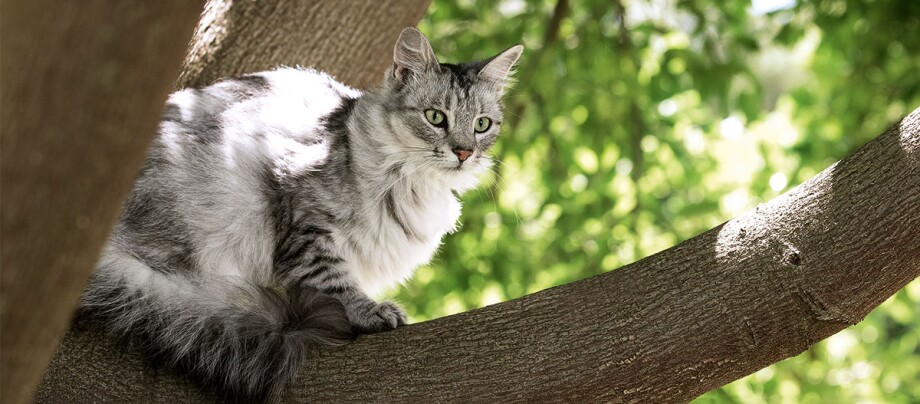 Eine Katze sitzt auf einem Baum.