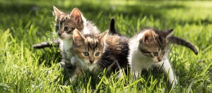 Drei Kitten sitzen auf einer Wiese