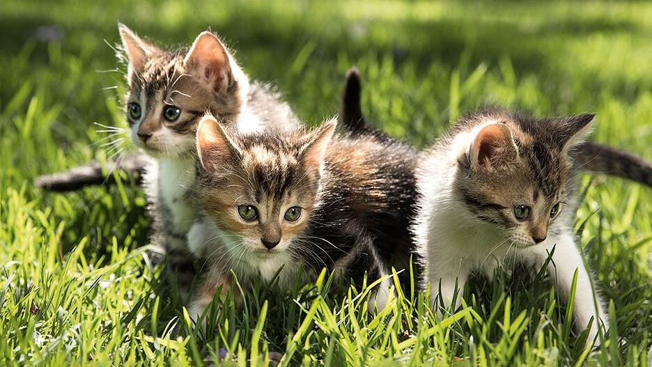 Beperkingen sjaal Diplomatieke kwesties Wat heb je nodig voor een kitten in huis? Advies en tips | MAXI ZOO