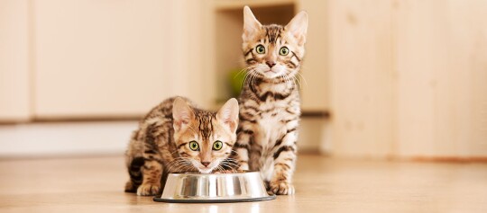 Zwei Kitten beim fressen.