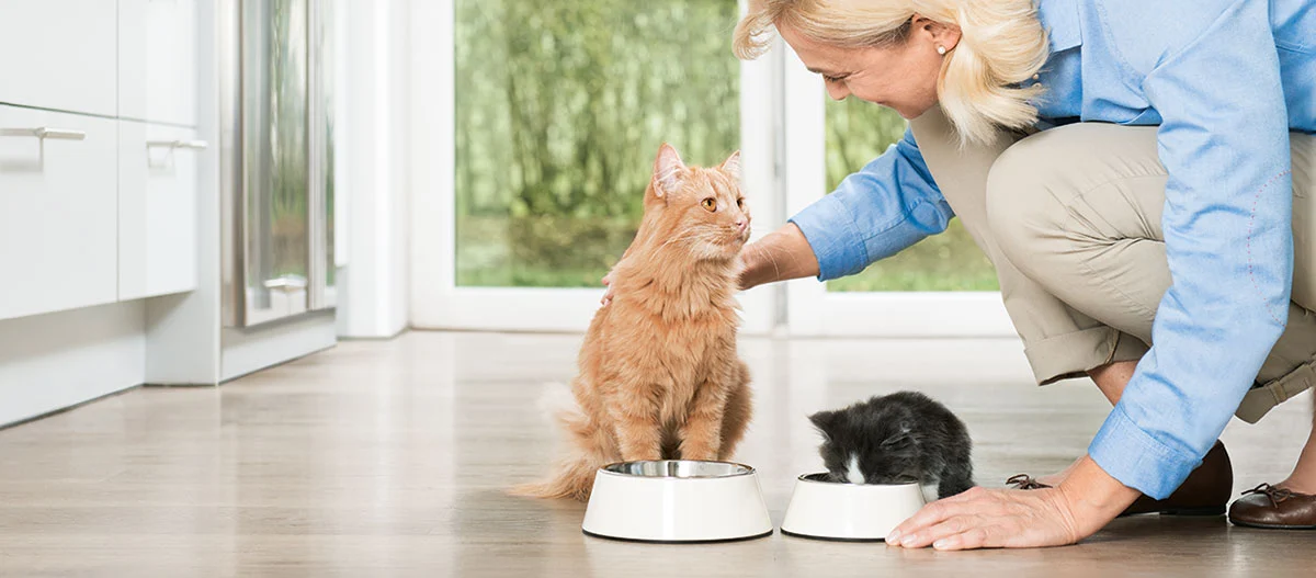 Kobieta karmi dwie koty w nowoczesnej kuchni, rudy kot i czarno-biały kociak przy miskach