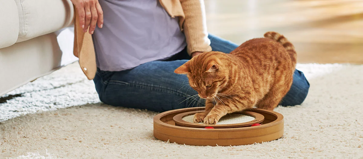 Chat roux jouant avec un jouet en bois avec surface à gratter sur un tapis, une personne assise à côté.