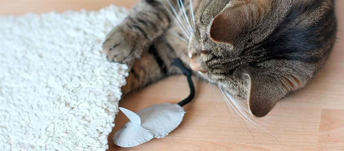 Chat tigré confortable allongé sur un sol en bois jouant avec une souris en tissu grise sous une couverture blanche