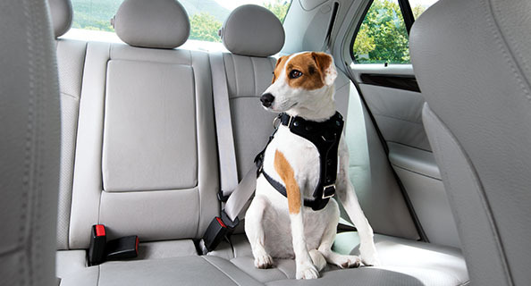 Laisse de sécurité voiture pour chien - Petits Compagnons