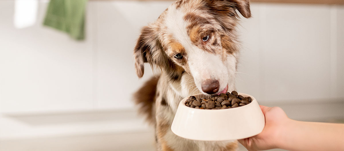 Hund frisst Trockenfutter – Gesunde Ernährung für deinen Vierbeiner Ein Hund mit braun-weißer Fellzeichnung frisst Trockenfutter aus einem Napf, der ihm von einer Hand hingehalten wird. Im Hintergrund ist eine helle Küche zu sehen.