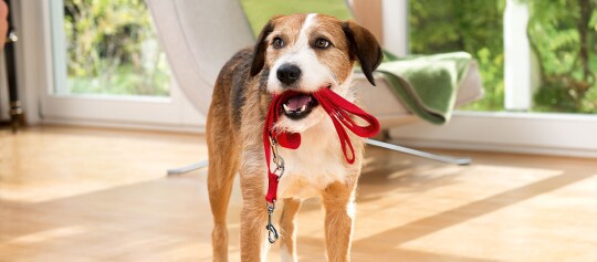 Hund wartet im Wohnzimmer mit Leine im Maul auf den Spaziergang
