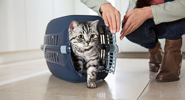 Accessoires de transport pour chat
