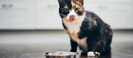 Nahaufnahme einer dreifarbigen Katze, die auf einem Holzboden vor einem Futternapf in der Küche sitzt und sich die Nase leckt.