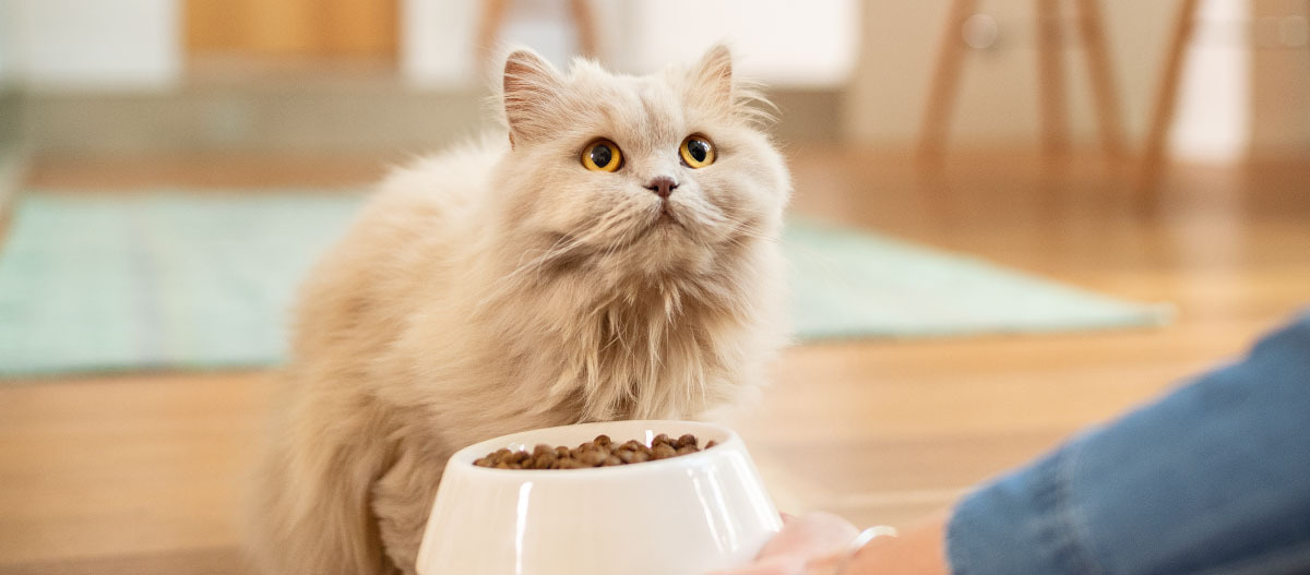 Top 5 des mythes sur l'alimentation des chats