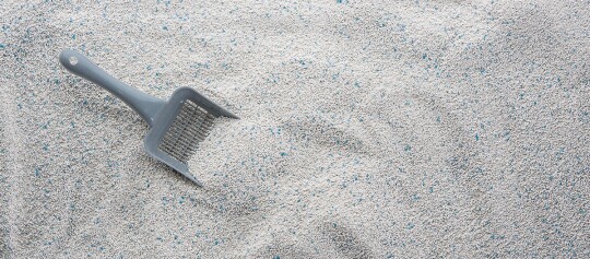 Streuschaufel in Katzenstreu