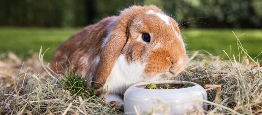 Ein Kaninchen sitzt im Stroh und frisst aus einem Napf.