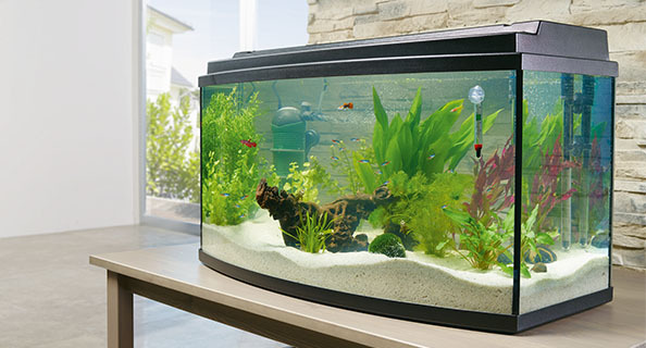 Acheter aquarium 60l complet