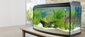 Modernes Aquarium mit bunten Fischen, grünen Wasserpflanzen, weißem Sand und Filteranlage auf einem Holztisch in einem hellen Raum.