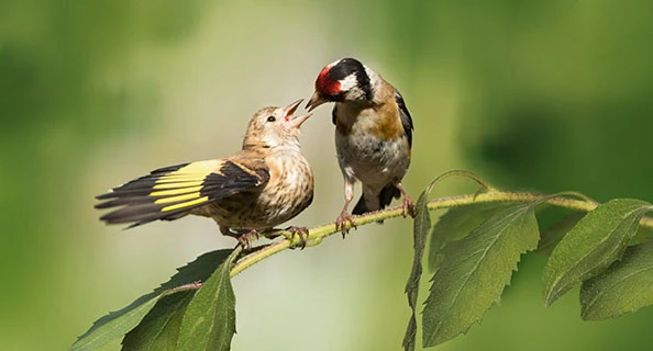 Zwei Stieglitze auf einem Ast, ein Vogel mit rotem Gesicht füttert einen jungen Vogel, Nahaufnahme von Gartenvögeln