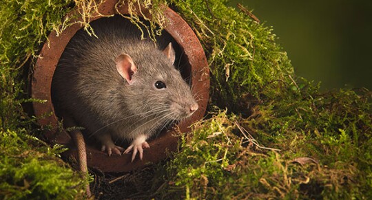 Eine Ratte kommt aus einem Tunnel aus Ton heraus.