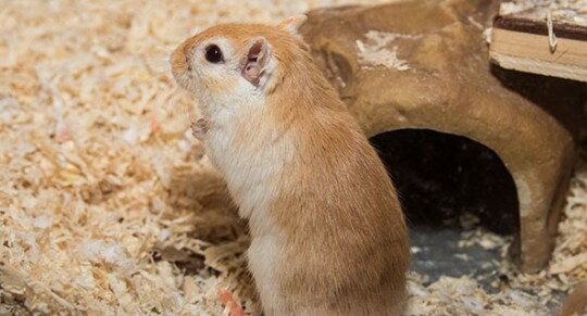 Ein Gerbil steht auf den Hinterpfötchen im Streu.