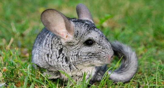 Chinchilla im Gras