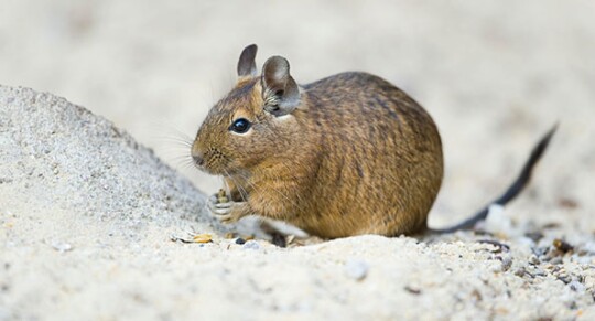 Degu im Streu