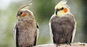 Twee nimfen met oranje wangvlekken en opvallende kuiven zitten op een tak voor een wazige achtergrond